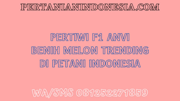 Pertiwi F1 Anvi Benih Melon Trending Di Petani Indonesia